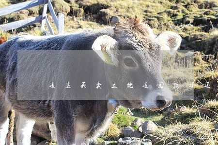 违法买卖土地退回款项还追究法律责任吗 违法买卖土地退回款项还追究法律责任吗