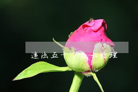 违法五十万怎么处理