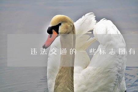 违法交通的一些标志图有哪些