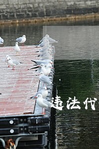 违法代码12230处罚报价 违法代码12230处罚报价