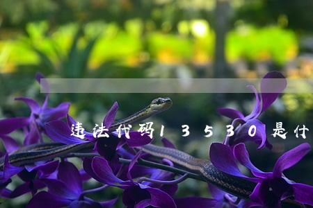 违法代码13530是什么 违法代码13530是什么