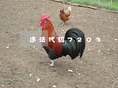 违法代码7203