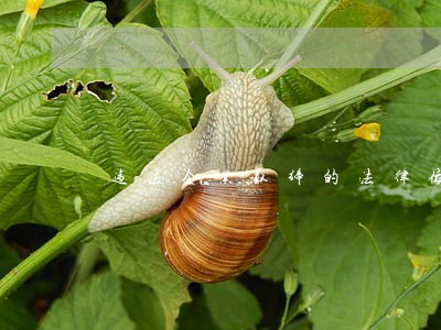 违法企业取缔的法律依据 违法企业取缔的法律依据