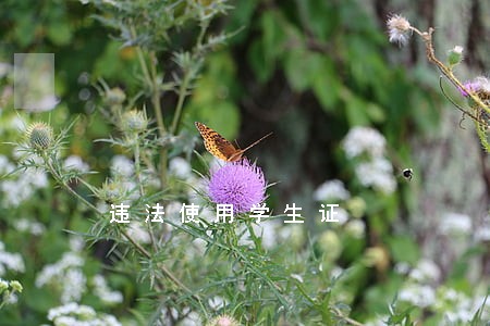违法使用学生证 违法使用学生证
