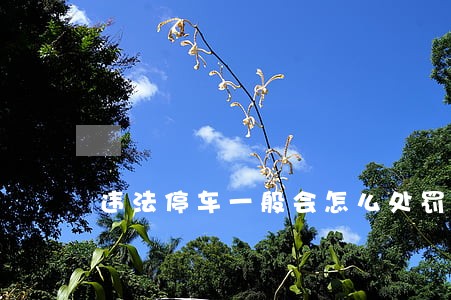 违法停车一般会怎么处罚 违法停车一般会怎么处罚