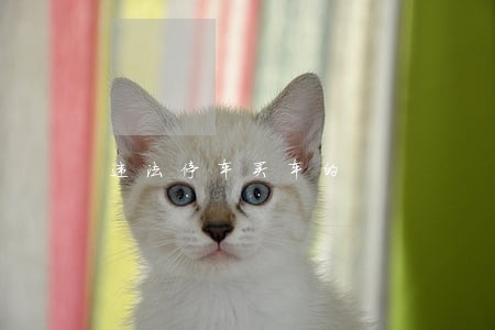 违法停车买车的 违法停车买车的