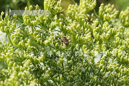 违法停车交罚款需要驾驶证吗 违法停车交罚款需要驾驶证吗