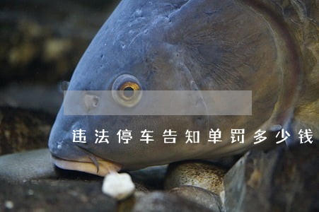 违法停车告知单罚多少钱广州 违法停车告知单罚多少钱广州