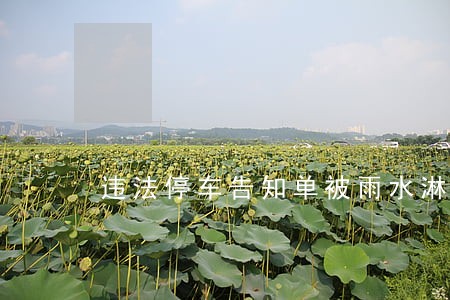 违法停车告知单被雨水淋烂 违法停车告知单被雨水淋烂