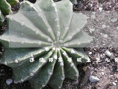 违法停车手机上怎么处理