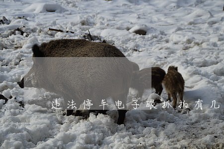 违法停车电子眼抓拍有几种 违法停车电子眼抓拍有几种