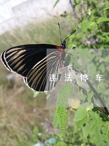 违法停车网上怎么处理 违法停车网上怎么处理