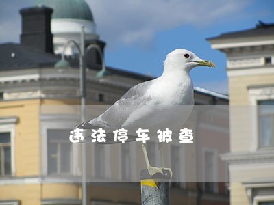 违法停车被查 违法停车被查