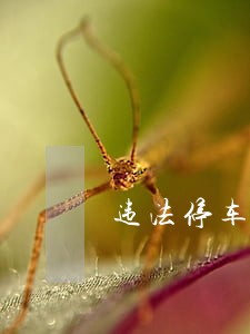 违法停车车没动 违法停车车没动