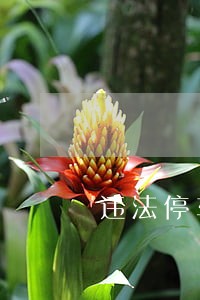 违法停车车被盗 违法停车车被盗