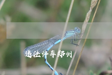 违法停车郑州 违法停车郑州