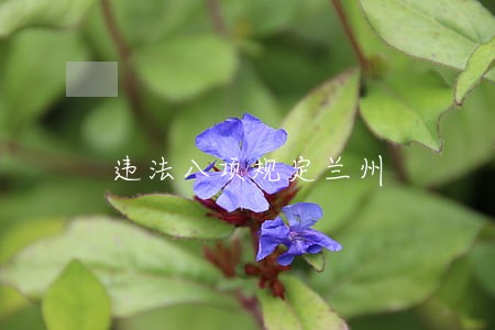 违法八项规定兰州 违法八项规定兰州