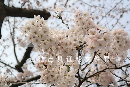 违法出具证明文件罪 违法出具证明文件罪