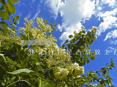 违法分包是否导致主合同无效