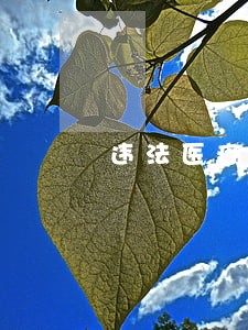 违法医疗广告钻了什么空子 违法医疗广告钻了什么空子