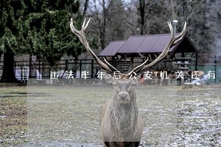 违法半年后公安机关还有权追究吗 违法半年后公安机关还有权追究吗
