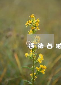 违法占地2338亩 违法占地2338亩