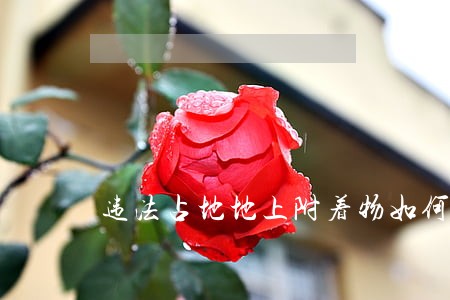 违法占地地上附着物如何处置 违法占地地上附着物如何处置