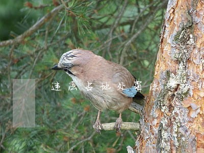 违法占地处罚法律依据 违法占地处罚法律依据