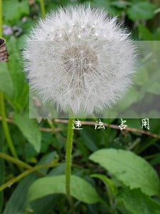 违法占用土地陈述申辩材料