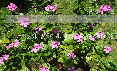 违法占用基本农田的整改通知