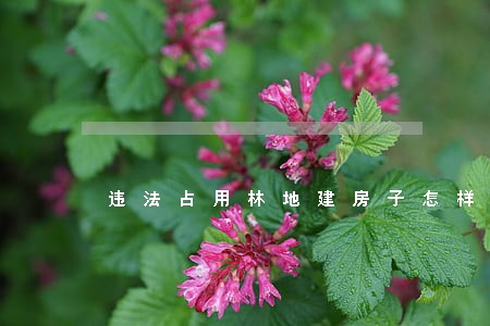 违法占用林地建房子怎样处理 违法占用林地建房子怎样处理