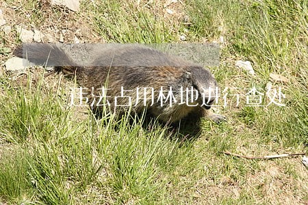 违法占用林地进行查处