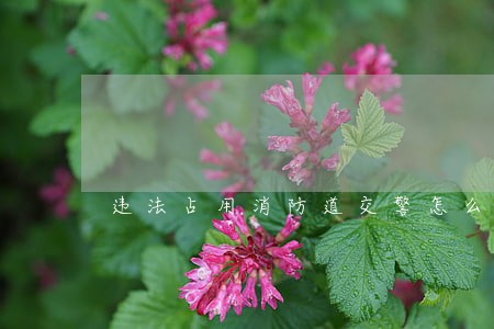 违法占用消防道交警怎么处罚 违法占用消防道交警怎么处罚