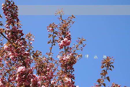 违法印刷品法律法规 违法印刷品法律法规