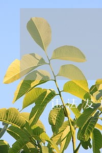 违法发放产权证