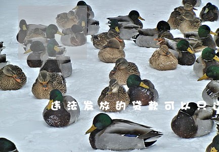违法发放的贷款可以只还本金吗 违法发放的贷款可以只还本金吗