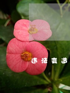 违法变造驾驶证开大货车 违法变造驾驶证开大货车