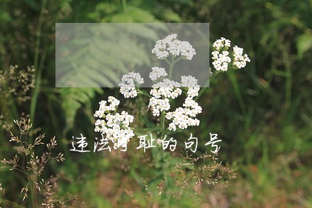 违法可耻的句号