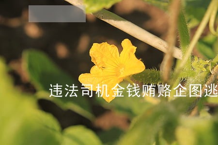 违法司机金钱贿赂企图逃避处罚