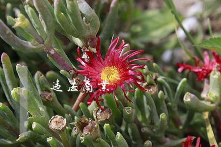 违法商业