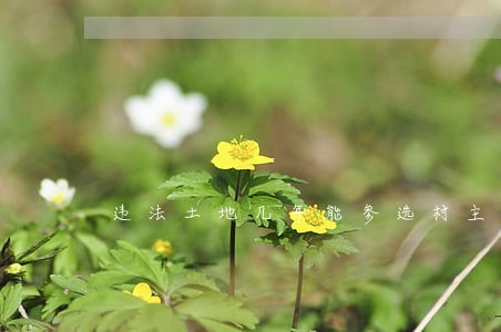 违法土地几年能参选村主任 违法土地几年能参选村主任