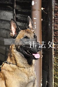违法处理完了还是显示未处理