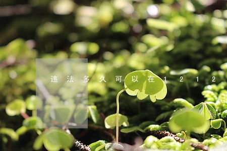 违法多久可以在12123网上查到