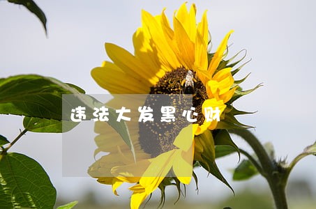 违法大发黑心财 违法大发黑心财