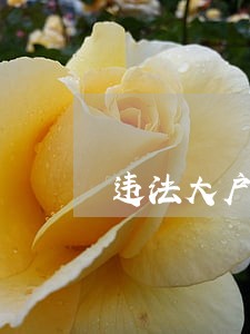 违法大户下一步监管措施