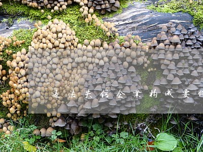 违法失信企业构成要件 违法失信企业构成要件