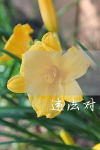 违法对家庭的影响文章 违法对家庭的影响文章