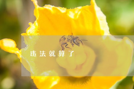 违法就算了 违法就算了