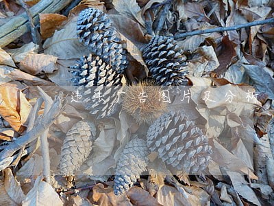 违法广告图片及分析