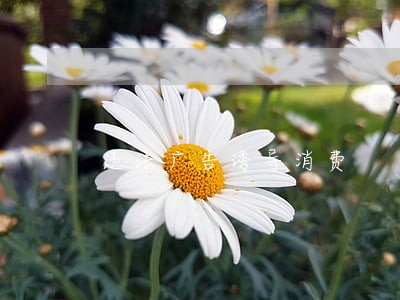 违法广告诱导消费